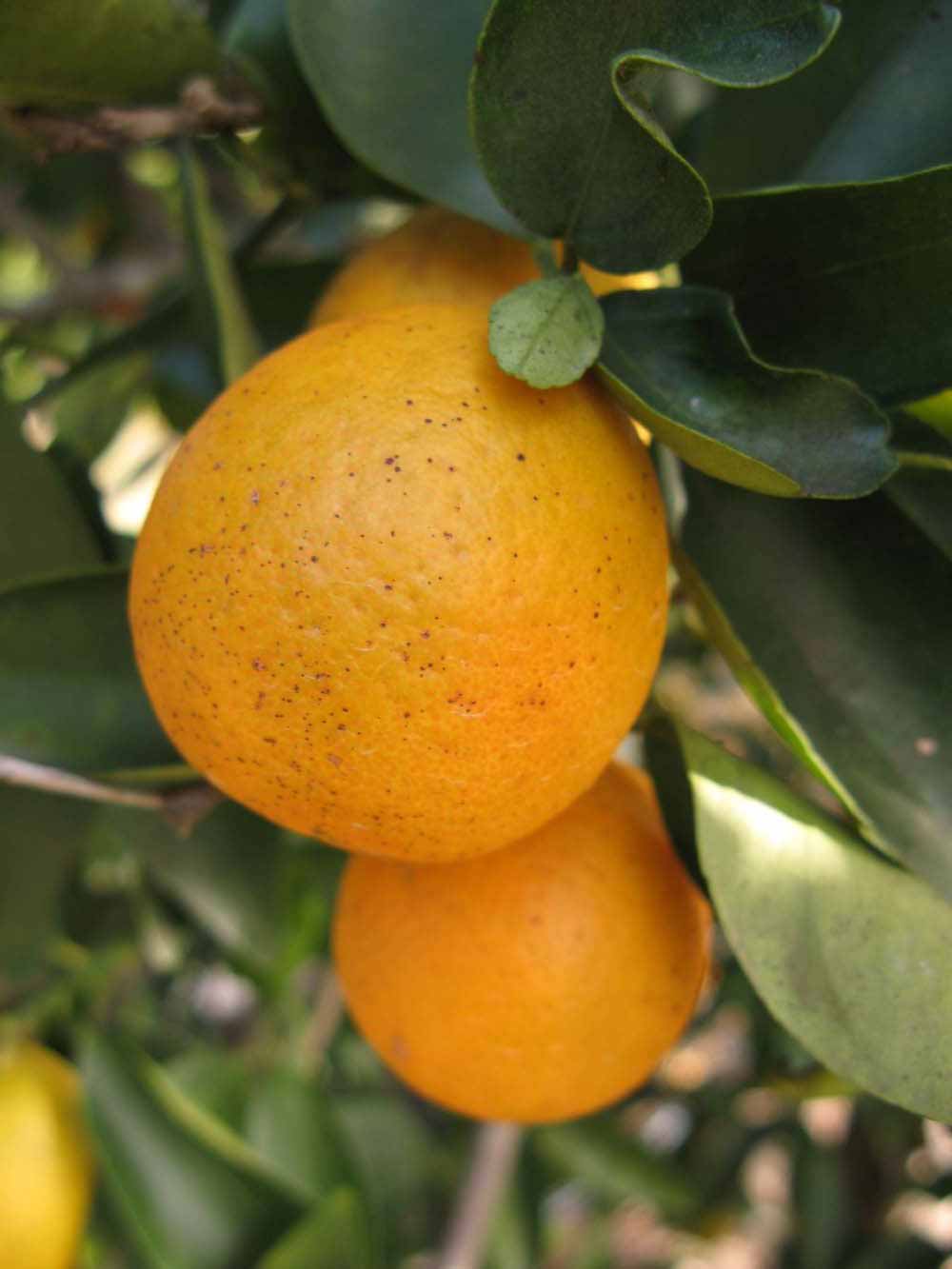              Fruit (Winter Haven, FL)       